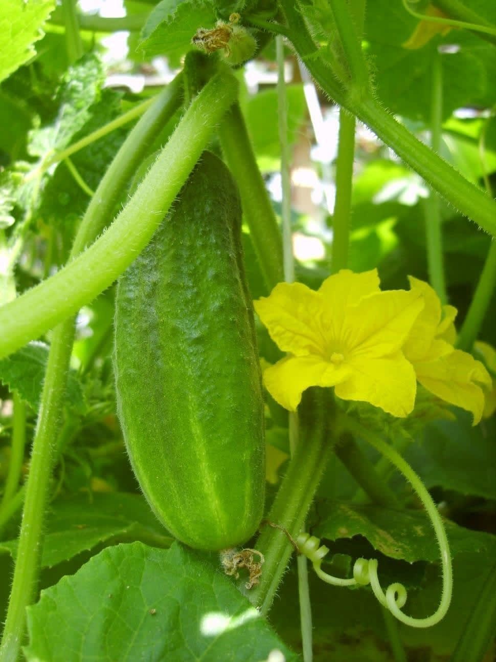 Package of practice of cucumber