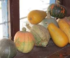 Package of practice of Pumpkin