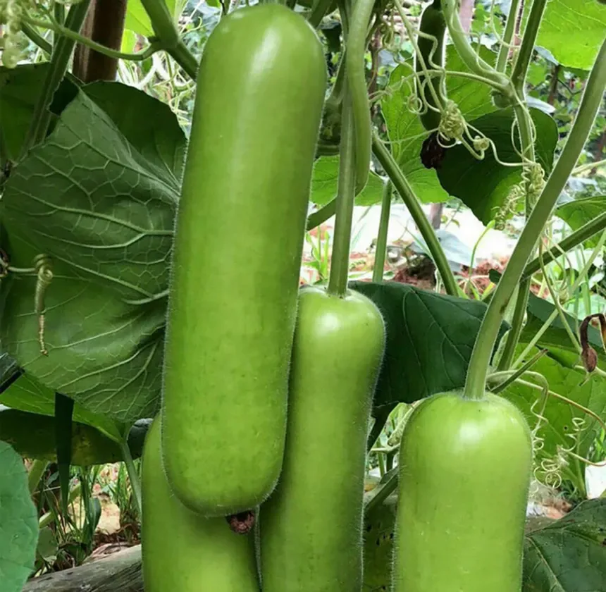 Package of practice of Bottle gourd 