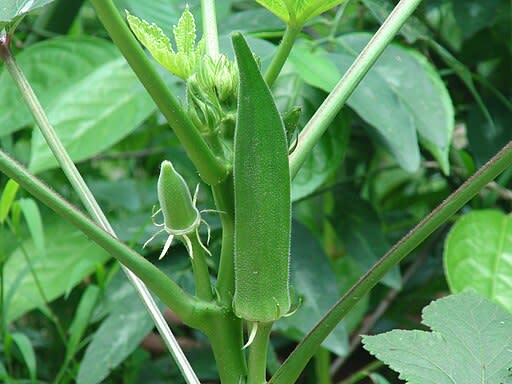 Package of practice of Okra
