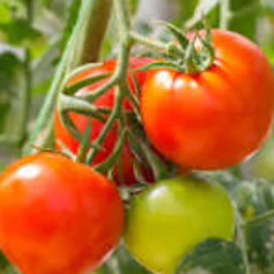 Organic Tomatoes